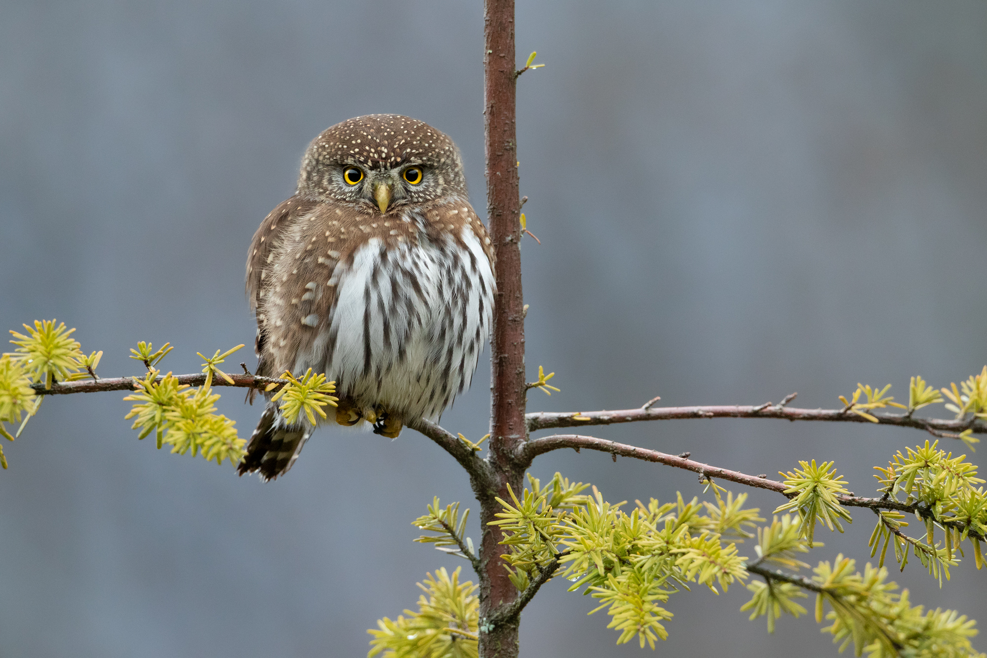 Northern Pygmy Owl - Lillooet Wild - Lillooet, BC Wildlife